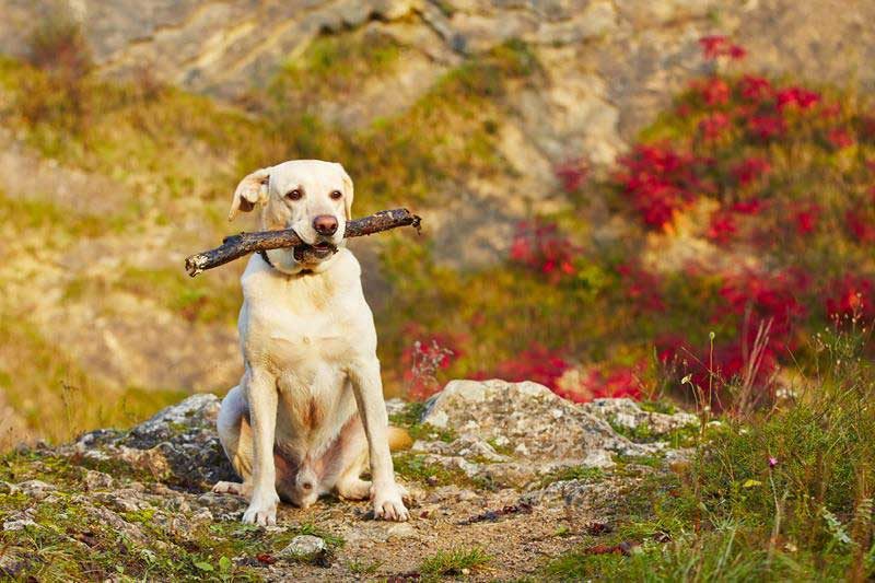 dog and his toy