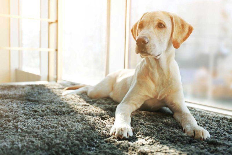 yellow lab