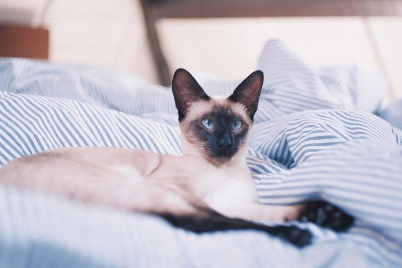 siamese
