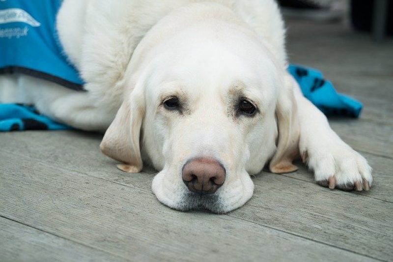 cute yellow lab