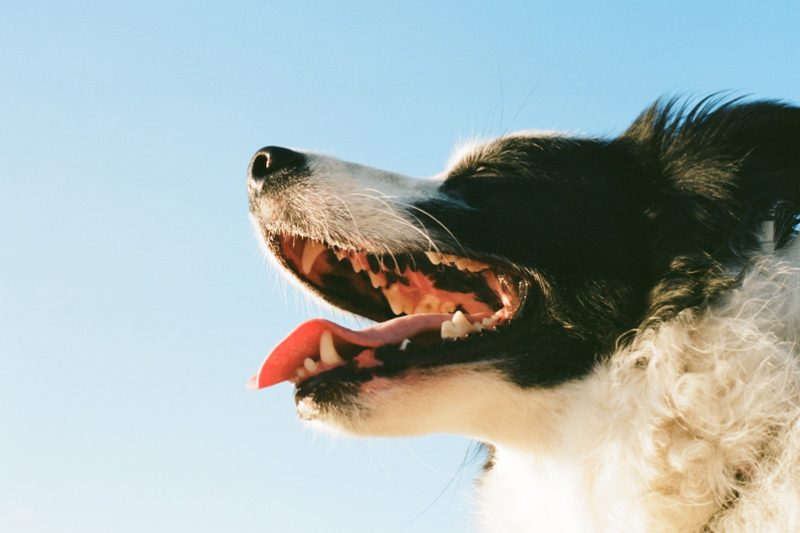 smiling dog